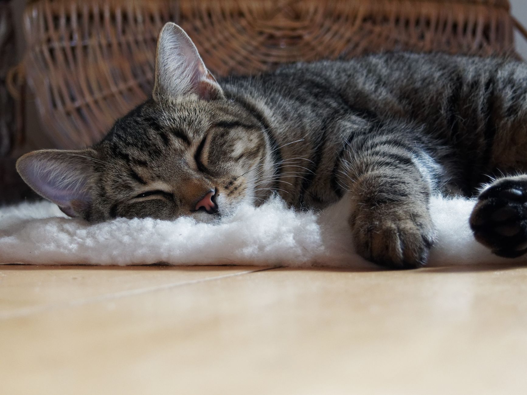 同性愛行動を示す動物20匹