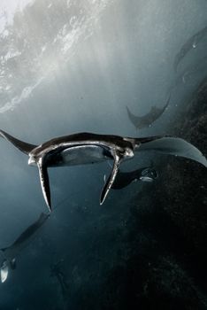 A stunning view of giant oceanic manta rays gliding gracefully underwater in Bali, Indonesia.
