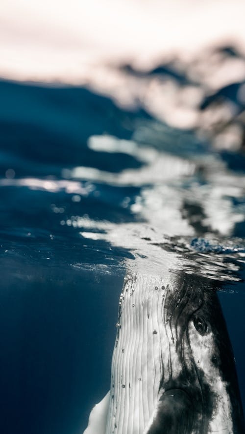 Ingyenes stockfotó függőleges lövés, hosszúszárnyú bálna, óceán témában