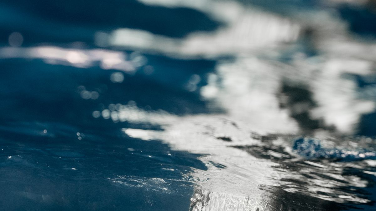 海の中を泳ぐザトウクジラ