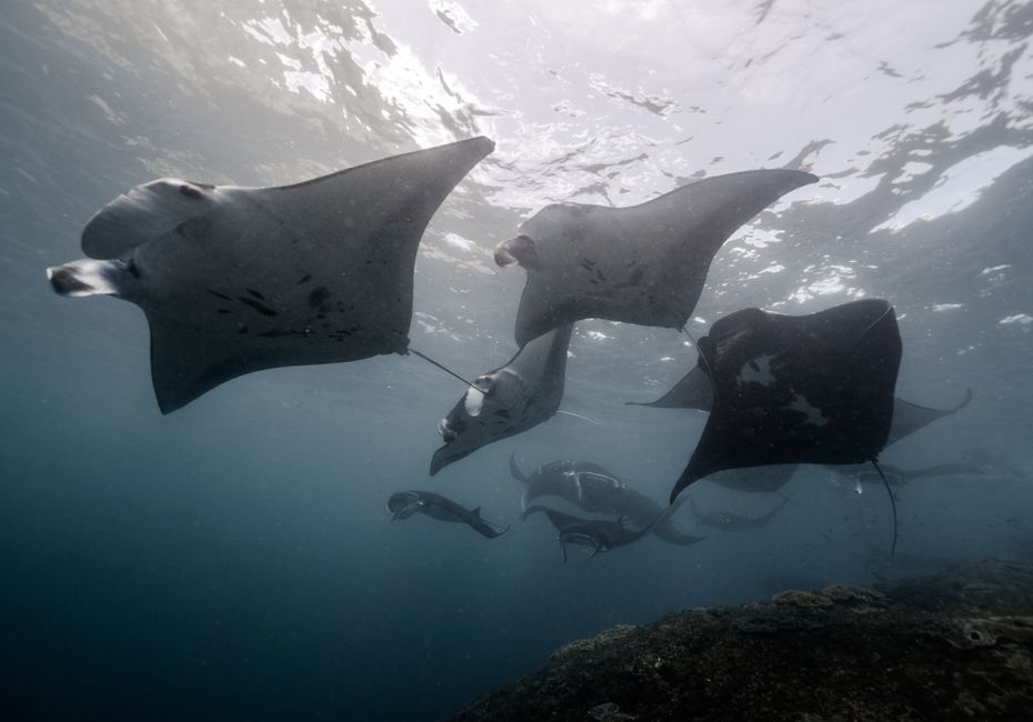 Fotomural Una vista impresionante de rayas manta nadando con gracia en las aguas claras de Bali, Indonesia.