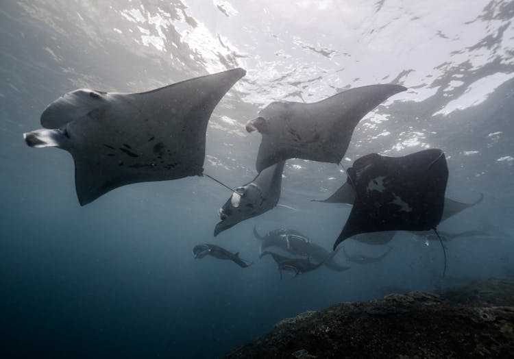 A Squadron Of Manta Rays In The Ocean