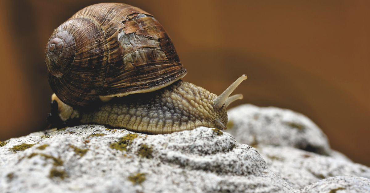 Escargot Petit Gris : Guide Jardin & Lutte
