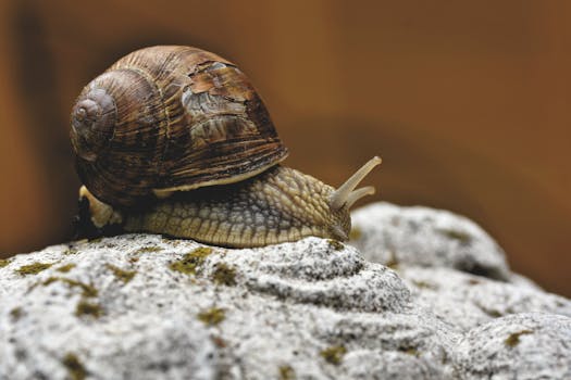 Detailed close-up of a garden snail resting on a textured rock with its shell visible.