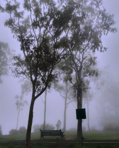 Free Park Covered With Fog Stock Photo
