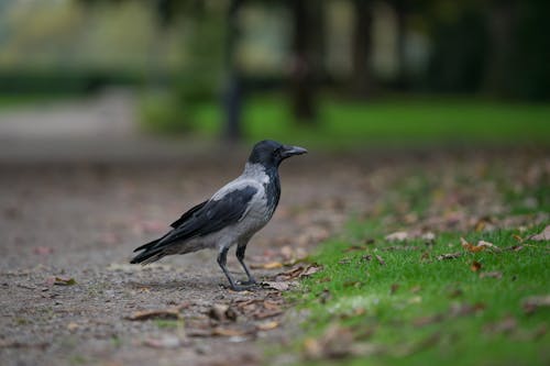 무료 잔디 필드에 검은 날개 까마귀 스톡 사진