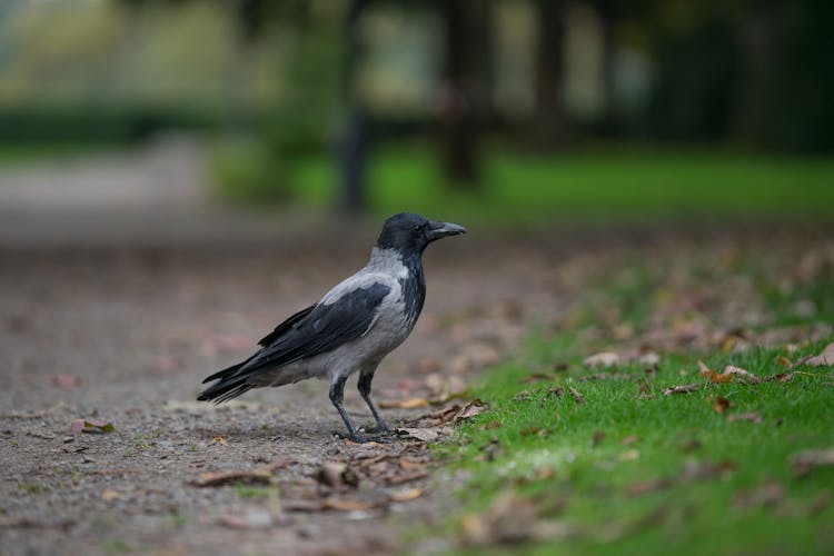 Black Winged Crow On Grass Field