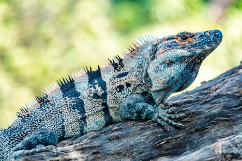 Close-Up Shot of an Iguana on a Log