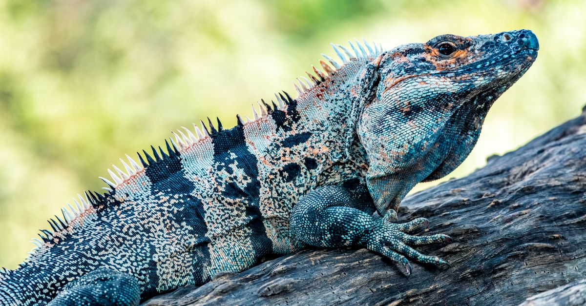 Guanacaste