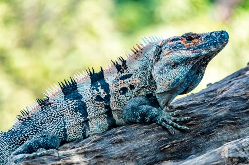 Free Vibrant close-up of a Ctenosaura iguana on a log in Tamarindo, Costa Rica. Stock Photo