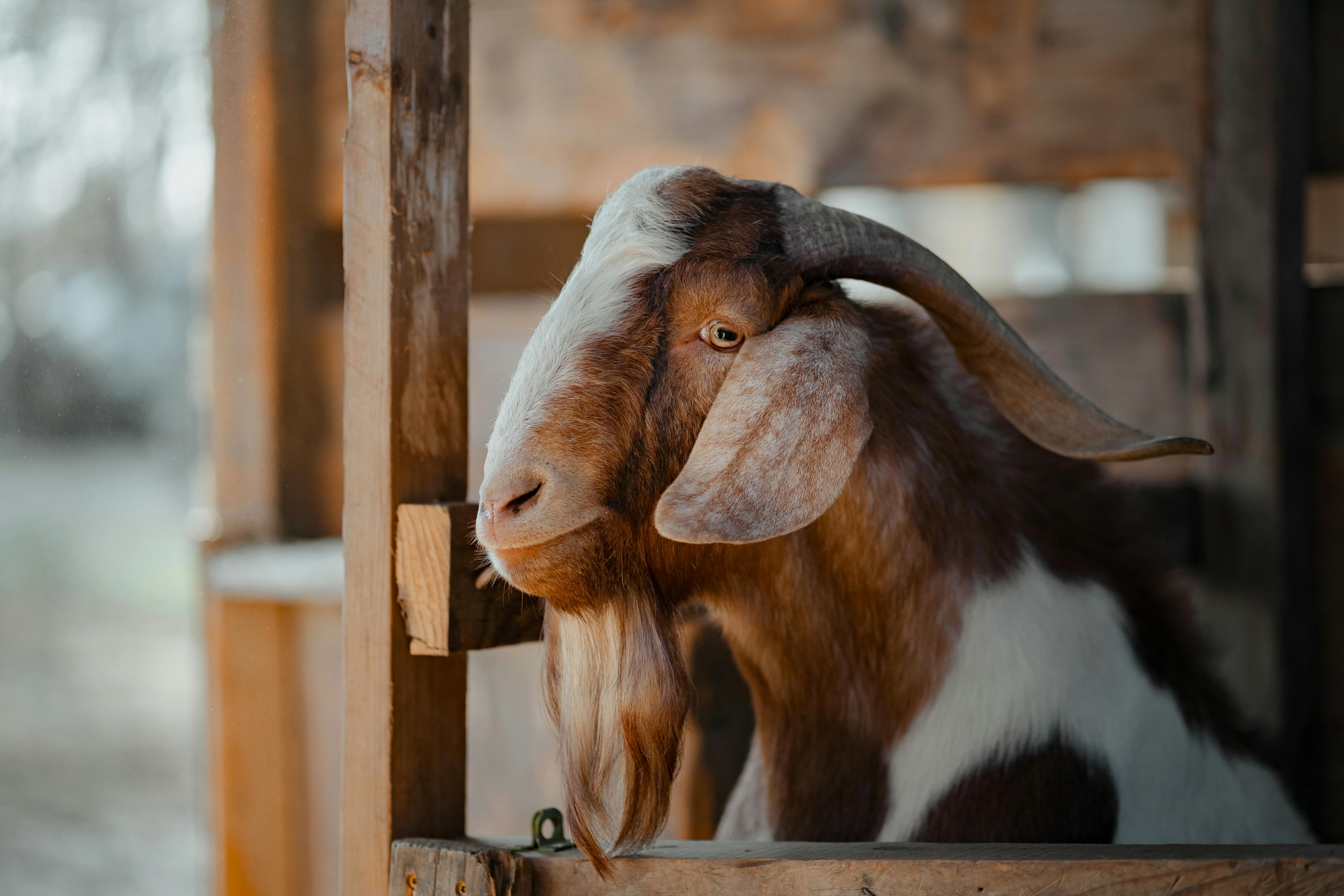 grátis Foto profissional grátis de 3x4, agricultura, agricultura sustentável Foto profissional