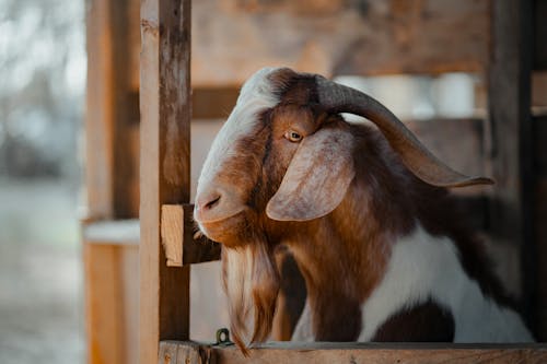 Free Close-Up Shot of a Goat Stock Photo