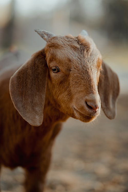 A Close-Up Shot of a Goat