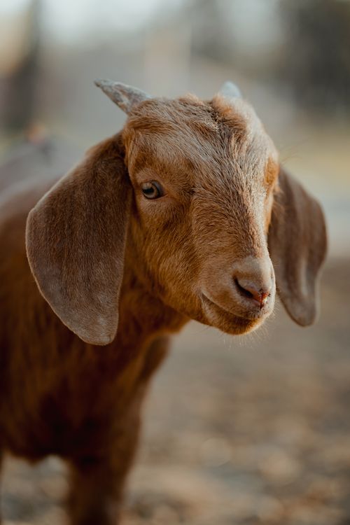 Free Close-up of a brown goat looking curious in a natural outdoor setting with soft background focus. Stock Photo