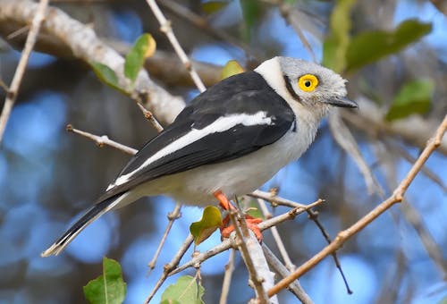 Free Close-Up Shot of a White Helmetshrike Perched on a Twig Stock Photo