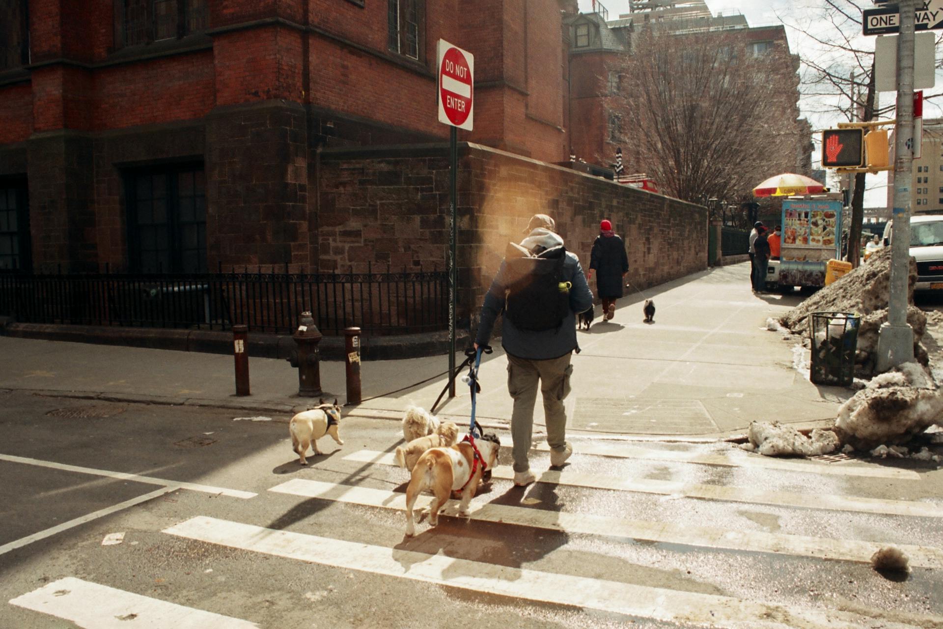 People Walking Dogs in City