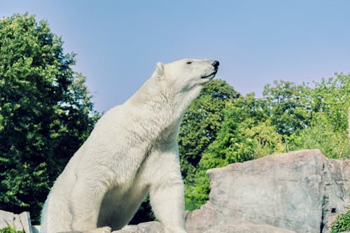 Безкоштовне стокове фото на тему «білий ведмідь, дика природа, зоопарк» стокове фото