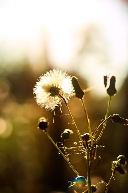 Free stock photo of against the light, close up view, dandelion