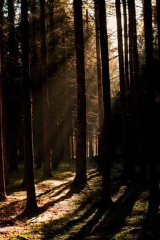 Captivating forest scene with sunlight streaming through tall trees, creating dramatic shadow patterns.