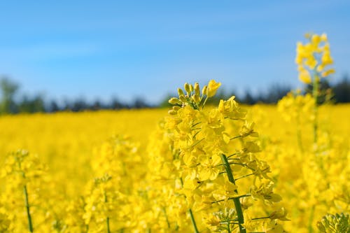 Free stock photo of background, blooming flowers, close up view