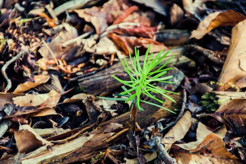 Free stock photo of close up view, conifer, detail