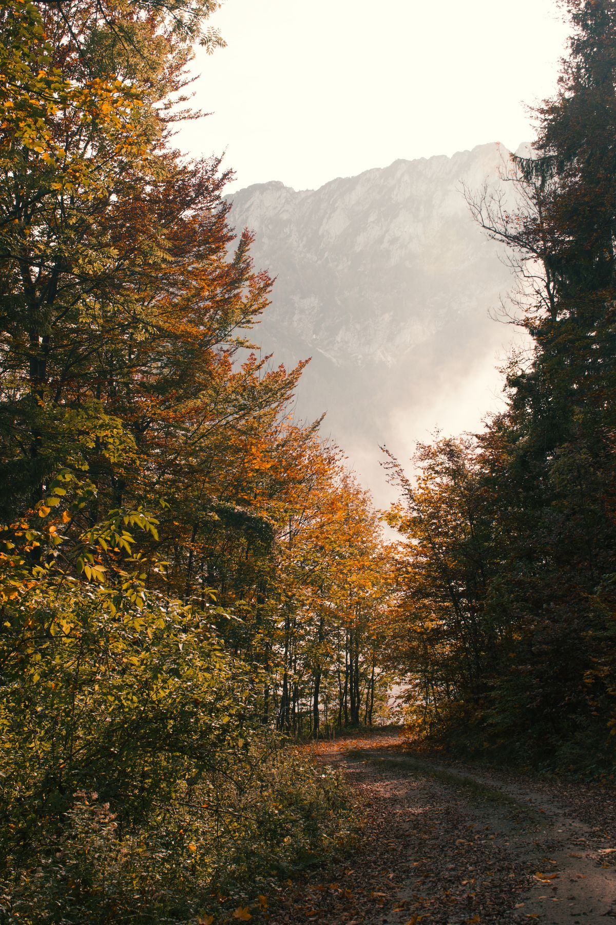 An autumn forest pathway leading toward a misty mountain ridge