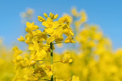 Free stock photo of background, blooming flowers, close up view