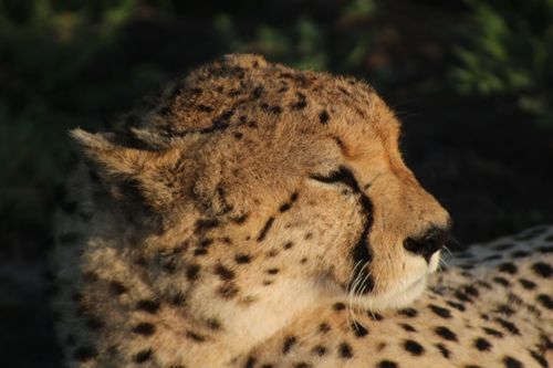 Free Close-up of a cheetah resting in the sunlight in Nakuru, Kenya, showcasing its natural beauty. Stock Photo