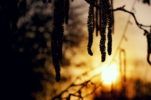 Free stock photo of birch, evening sky, evening sun