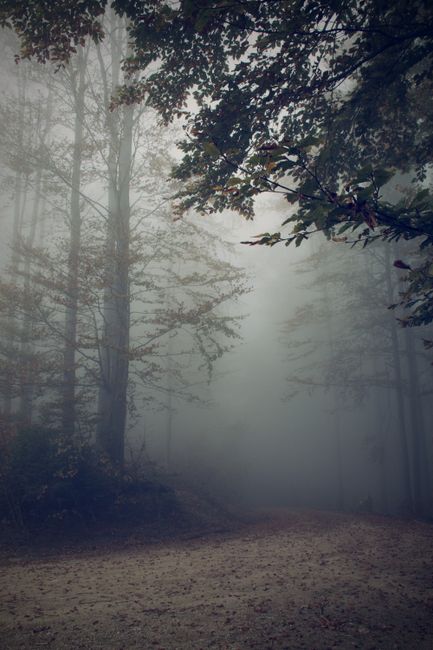 Explore the tranquil and mysterious atmosphere of a foggy forest with a winding path.