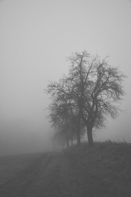 Free stock photo of autumn, fog, gloomy
