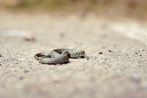 Selective Focus Photo of a Grass Snake on the Ground