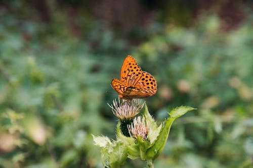 Shallow Focus Photo of an Orange Butterfly on Delicate Thistle