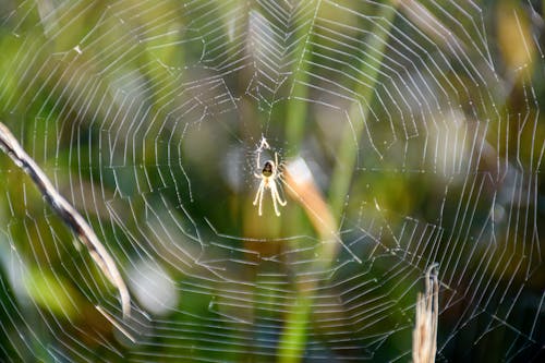 Free stock photo of animals, cobweb, garden