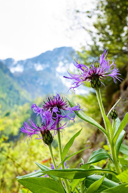 Δωρεάν στοκ φωτογραφιών με ανθισμένα λουλούδια, βιολέτες, βουνό