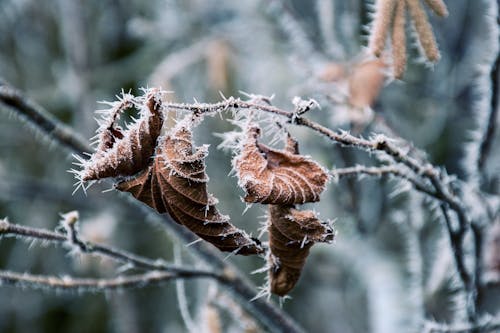 Close-Up Photograph of Frozen Leaves
