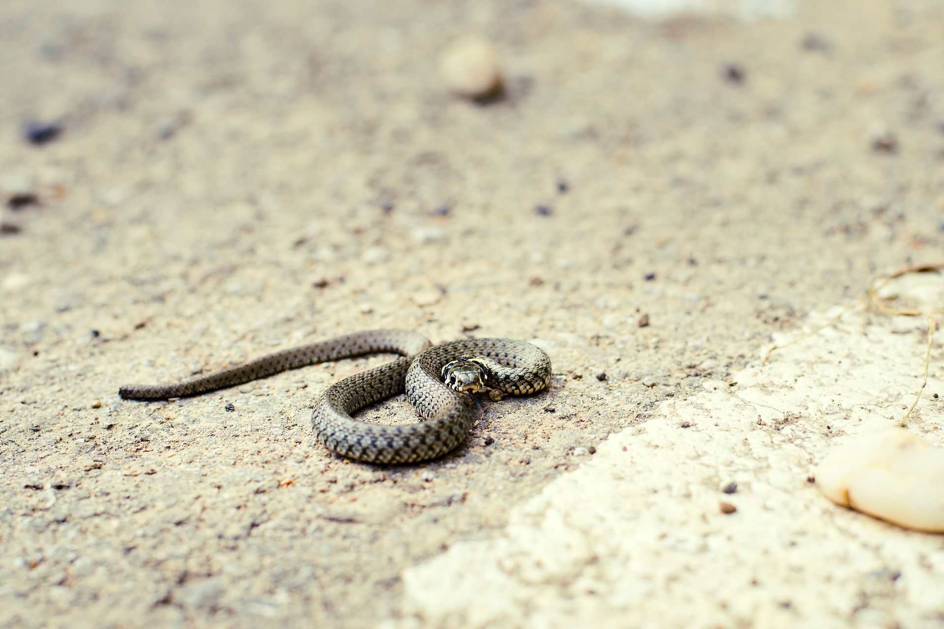 Shallow Focus Photo of a Grass Snake on the Ground
