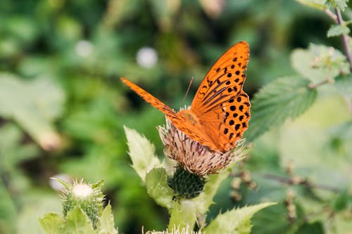 Free stock photo of butterfly, close up view, flower