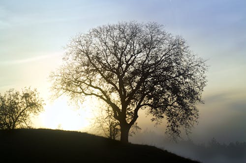 Foto d'estoc gratuïta de alba, arbre, boira