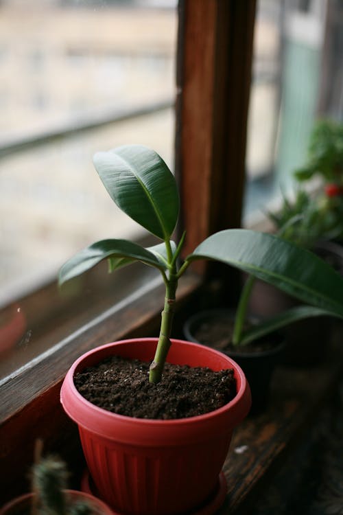 Green succulent plant with green leaves growing in pot on blurred background in room at home