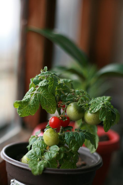 Potted green tomato plant growing in room on windowsill