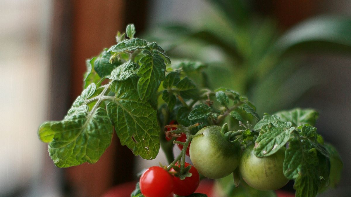 Comment réussir la culture des légumes dété en pots sur balcon