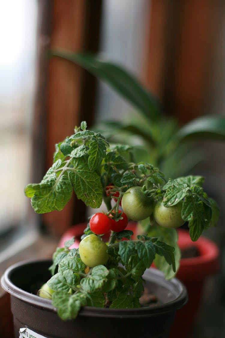 Potted Green Tomato Plant Growing In Room On Windowsill