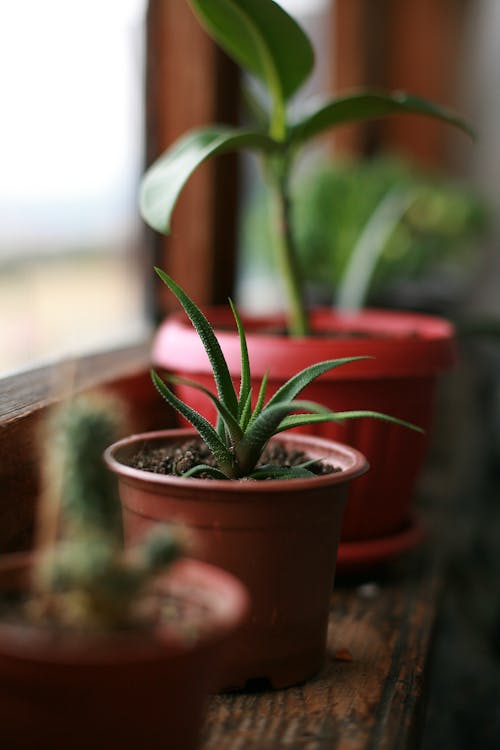 Green succulent plant with green leaves growing in pot on wooden windowsill on blurred background