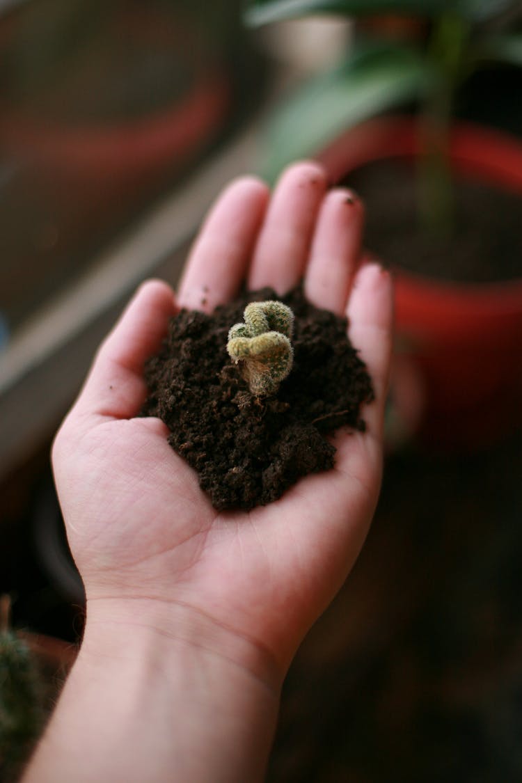 Gardener Planting Seedling In Soil And Holding Sprout In Hand