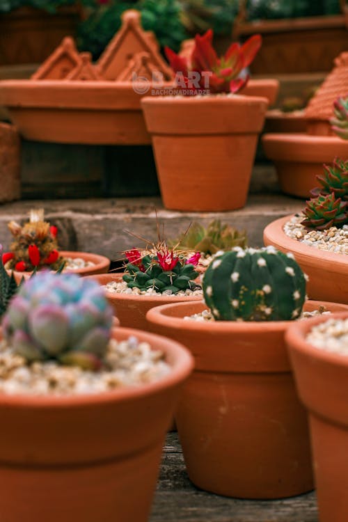 Green succulent plants with green leaves growing in pots on blurred background of hothouse