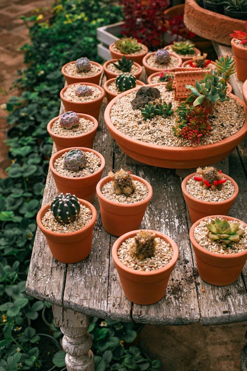 From above of green succulent plants growing in pots on aged wooden table in hothouse