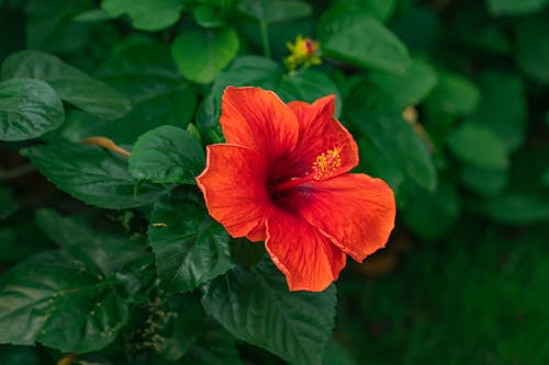 Close Up Photo of a Red Hibiscus Flower
 