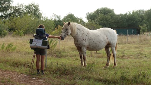 Foto d'estoc gratuïta de animal de granja, bestiar, bloc de viatges