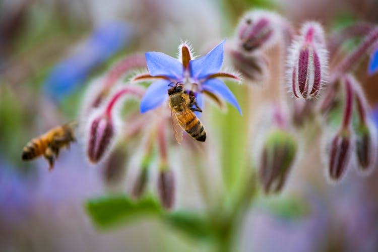 Close-up Of Bees Sitting On Flowers